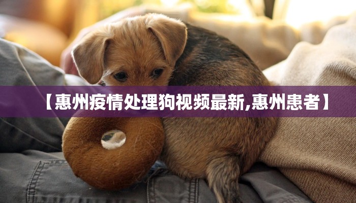 【惠州疫情处理狗视频最新,惠州患者】