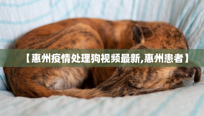 【惠州疫情处理狗视频最新,惠州患者】