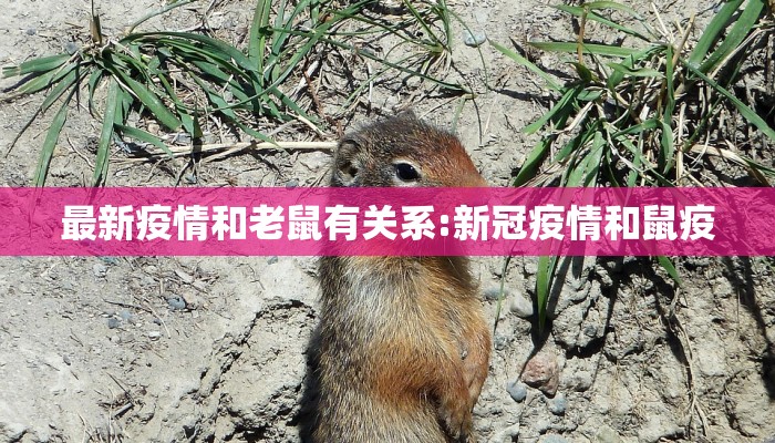 最新疫情和老鼠有关系:新冠疫情和鼠疫