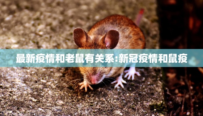 最新疫情和老鼠有关系:新冠疫情和鼠疫
