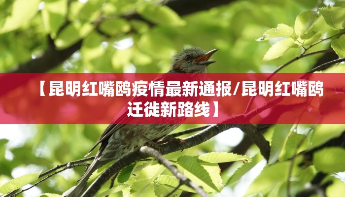 【昆明红嘴鸥疫情最新通报/昆明红嘴鸥迁徙新路线】