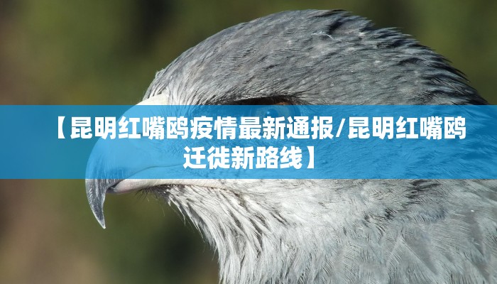 【昆明红嘴鸥疫情最新通报/昆明红嘴鸥迁徙新路线】
