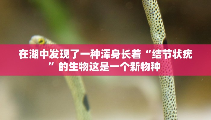 【深圳最新疫情碧华庭居,深圳疫情最新消息小区】